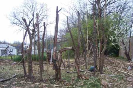 Backyard Grass-Hut Retreat Image
